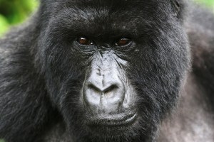 0512.gorilla.Picture-credit-Nick-Hoggett.600
