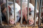 caged-pigs-e1393732173492