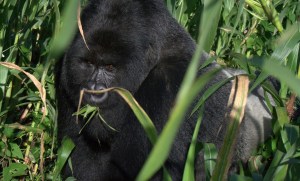 GD_SB-Kongomani_Rugendo-gp_PNVi_MKB