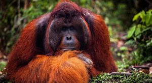 When we first came across Tom, he was resting in the shade of some towering jungle trees.