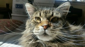 PART_1456780206177_20160229_1309501