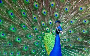 beautiful-peacock-feather-bird-images-free