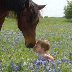 db8bb73e81cee7af6178ed96df5413c0--texas-bluebonnets-field-of-flowers