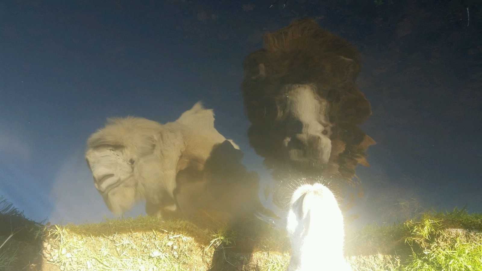 11705450_10207046005088205_3877001056563286874_o