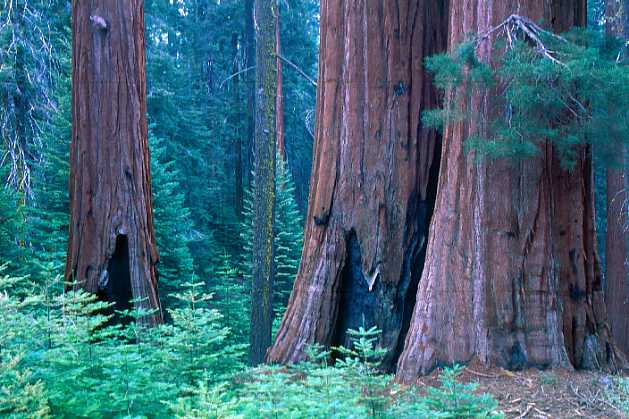 Contemplative Trees | Envisioning Fearing No More